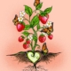 Indigenous fabric panel from Strawberry Dreamcatcher by Carla Joseph featuring a strawberry plant rooted in a heart-shaped dreamcatcher, symbolizing love, healing, and connection to the land. CAJ-0005P | Coral